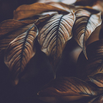 Cluster of bronze leaves