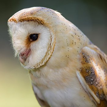 Barn owl