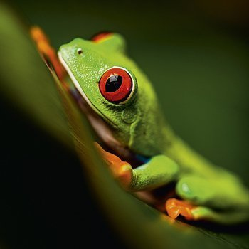 Red-eyed tree frog