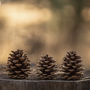 Pinecones