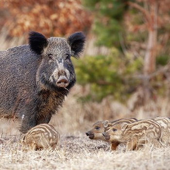 Wild boar family