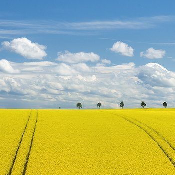 Blooming canola field