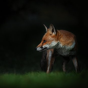 Red fox