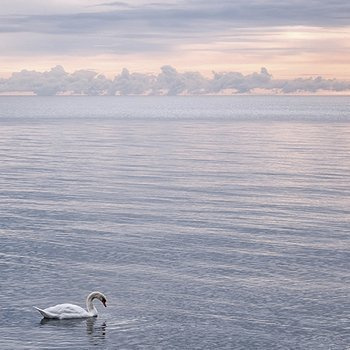 Tranquility with a swan