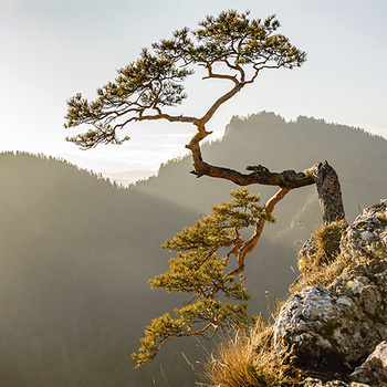 Relict pine from Sokolica