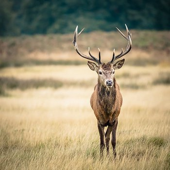 Deer in the wild