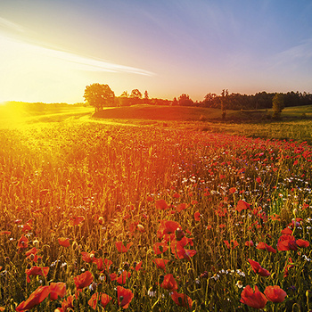 Wild poppies