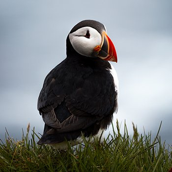 Puffin