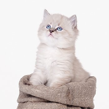 Siberian kitten