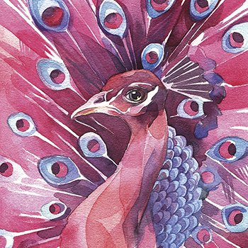 Pink peacock